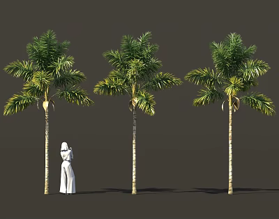 Three Tall Palm Trees With a Person in White Dress for Size Reference 3d model