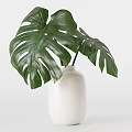 Lush Potted Bonsai Plant With White Pot Wooden Stand And Hanging Green Leaves