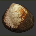 Clam Shell With Brown Orange White Colors And Natural Texture On Dark Background