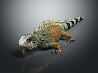Vibrant Orange And Green Iguana With Spiny Crest Striped Tail And Sharp Claws 3d model