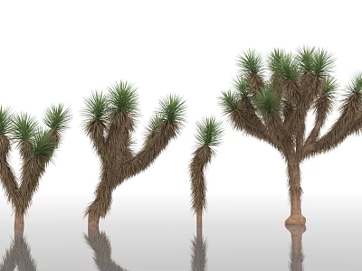 Joshua Trees With Unique Branch Shapes And Green Needle Leaves On Reflective Surface 3d model