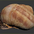 Vibrant Aquatic Animal Shell With Orange Pink Stripes And Textured Surface On Dark Reflective Background