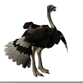 Standing Ostrich With Brown Leather Saddle And Black White Feathers Full Body View