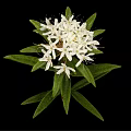 Blooming Lush Plant with White Flowers and Fresh Green Leaves