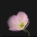 Beautiful Pink Flower With Delicate Petals And Clear Stamen On Black Background