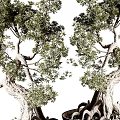 Bonsai Plant With Twisted Trunk Exposed Roots And Lush Green Foliage In Ceramic Pot