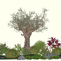 Plant Combination Showcasing Olive Tree Pink Flowers Green Shrubs Red Plants Stones And Grass