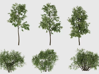 Dynamic Tree Dynamic Plant Wind Tree Group 2 3d model