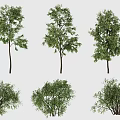 Dynamic Tree Dynamic Plant Wind Tree Group 2 3d model