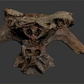 Ancient Animal Fossil Skeletal Remains Show Detailed Bone Structure On Gray Background
