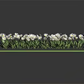 Lush Green Grass Surface Adorned With Small White Flowers And Fresh Plants