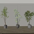 Three Green Bonsai Potted Plants In White Ceramic Pots On Indoor Wooden Floor