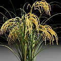 Mature Golden Rice Plant with Plump Grains and Green Leaves