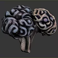 3D Rendered Human Brain Model Medical Device for Neuroscience Research and Anatomy Education