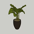 Lush Green Leaf Bonsai Plant in Black Ceramic Pot with Soil