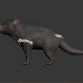 Realistic 3D Model of Tasmanian Devil Featuring Black Fur White Chest Patch and Pink Ears