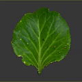 Fresh Green Leaf With Clear Veins On Grey Background Showing Natural Details And Moisture Spots