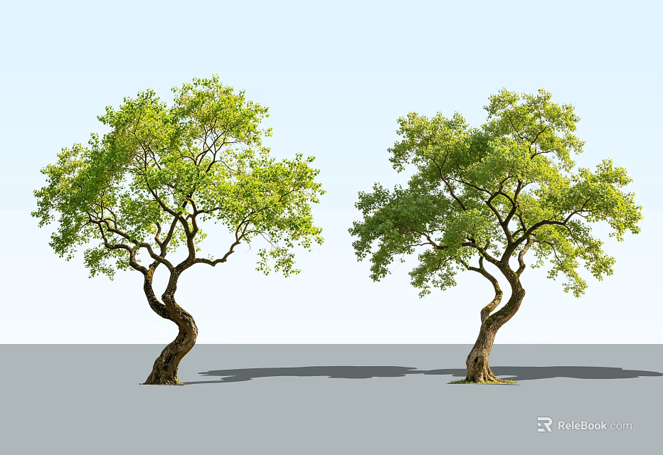 Two Curved Trunk Arbor Trees With Lush Green Leaves And Gray Ground 3d model 