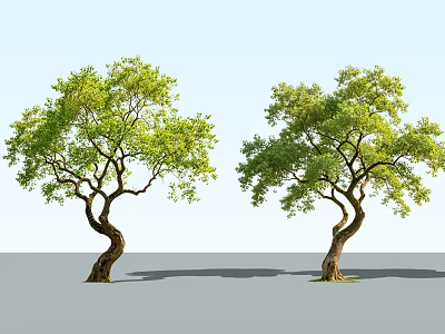 Two Curved Trunk Arbor Trees With Lush Green Leaves And Gray Ground 3d model