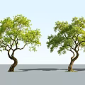 Two Curved Trunk Arbor Trees With Lush Green Leaves And Gray Ground