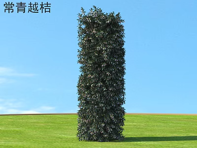 Tall Evergreen Vaccinium Shrub Growing in Green Grass Under Blue Sky 3d model