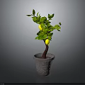 Vibrant Lemon Tree with Green Leaves and Yellow Lemons in Gray Pot