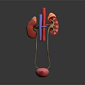 Detailed 3D Anatomical Model of Human Organs Kidneys Ureters and Bladder Structure