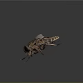 Detailed View Of House Fly With Transparent Wings And Striped Body On Dark Background