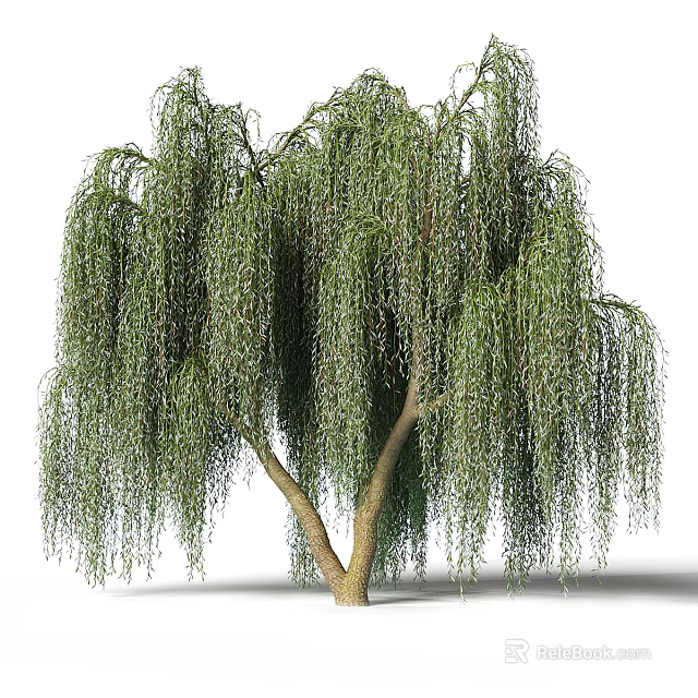 Elegant Weeping Willow Tree With Long Green Pendant Branches And Natural Charm 3d model 