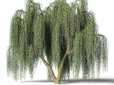 Elegant Weeping Willow Tree With Long Green Pendant Branches And Natural Charm 3d model