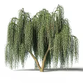 Elegant Weeping Willow Tree With Long Green Pendant Branches And Natural Charm