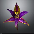 Purple Pink Orchid with Yellow Orange Edged Petals and Black Spotted Center in Dark Background