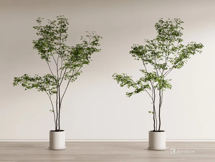 Two Bonsai Potted Plants In White Pots Against Light Colored Wall And Wooden Floor 3d model 