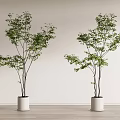 Two Bonsai Potted Plants In White Pots Against Light Colored Wall And Wooden Floor