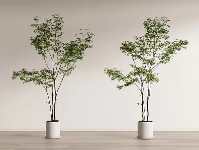 Two Bonsai Potted Plants In White Pots Against Light Colored Wall And Wooden Floor 3d model
