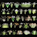 Diverse Collection of Ornamental Grasses and Flowers with Various Shapes and Textures