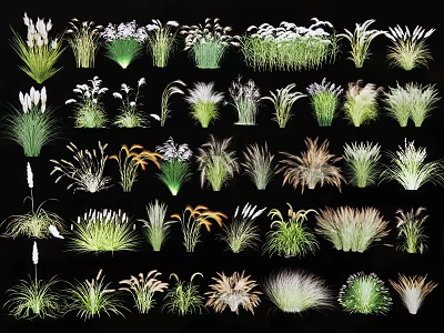 Diverse Collection of Ornamental Grasses and Flowers with Various Shapes and Textures 3d model