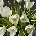 Fresh White Tulips in Elegant Clear Glass Vase for Home Interior Decor
