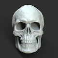 Detailed Human Skull Anatomical Model Medical Device For Medical Education