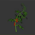Healthy Tomato Plant with Green Stem Leaves and Red Ripe Tomatoes on Gray Background