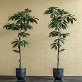 Two Bonsai Plants With Slender Trunks Lush Green Leaves In Dark Pots Beige Wall Dark Floor