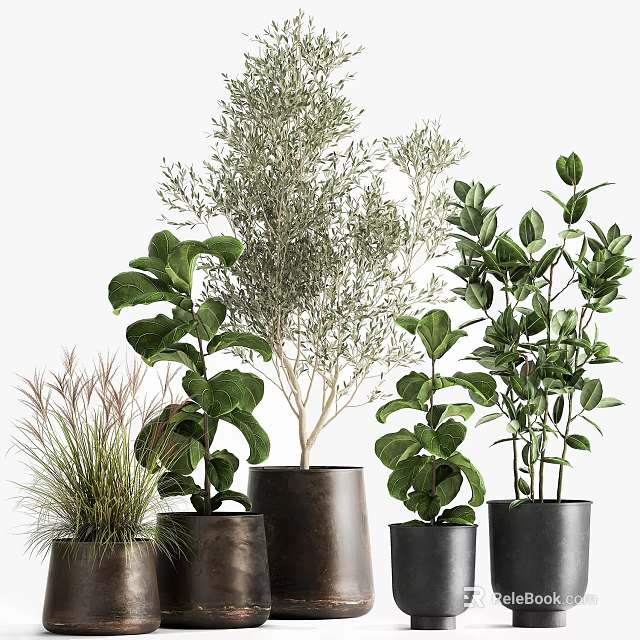 Various Leafy Potted Plants in Stylish Dark Ceramic Pots for Home Decor 3d model 