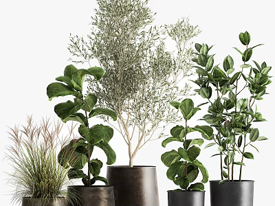 Various Leafy Potted Plants in Stylish Dark Ceramic Pots for Home Decor 3d model
