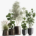 Various Leafy Potted Plants in Stylish Dark Ceramic Pots for Home Decor