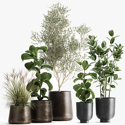 Various Leafy Potted Plants in Stylish Dark Ceramic Pots for Home Decor 3d model
