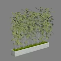 Bamboo Plants in Rectangular Concrete Planter with Lush Green Foliage and Grass