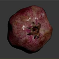 Fresh Ripe Pomegranate With Red Pink Skin And Crown On Dark Background