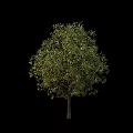 Lush Green Arbor with Dense Foliage and Brown Trunk Isolated on Black Background