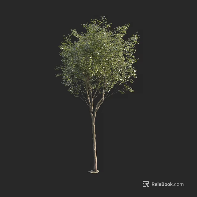 Single Green Leafy Arbor With Brown Trunk On Black Background 3d model