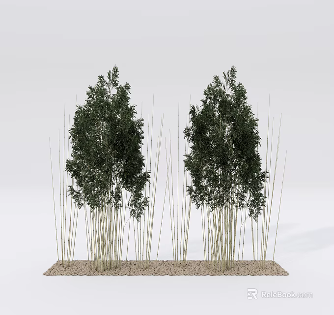 Bamboo Clusters with Slender Stems and Green Foliage on Gravel Base 3d model 